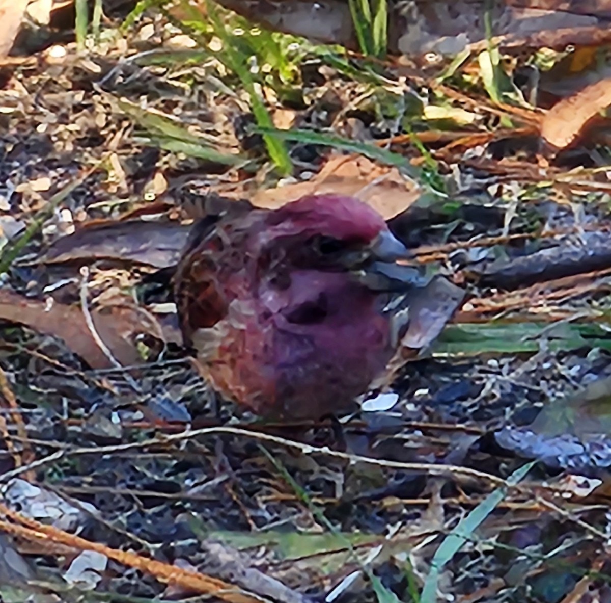Purple Finch - ML646713829