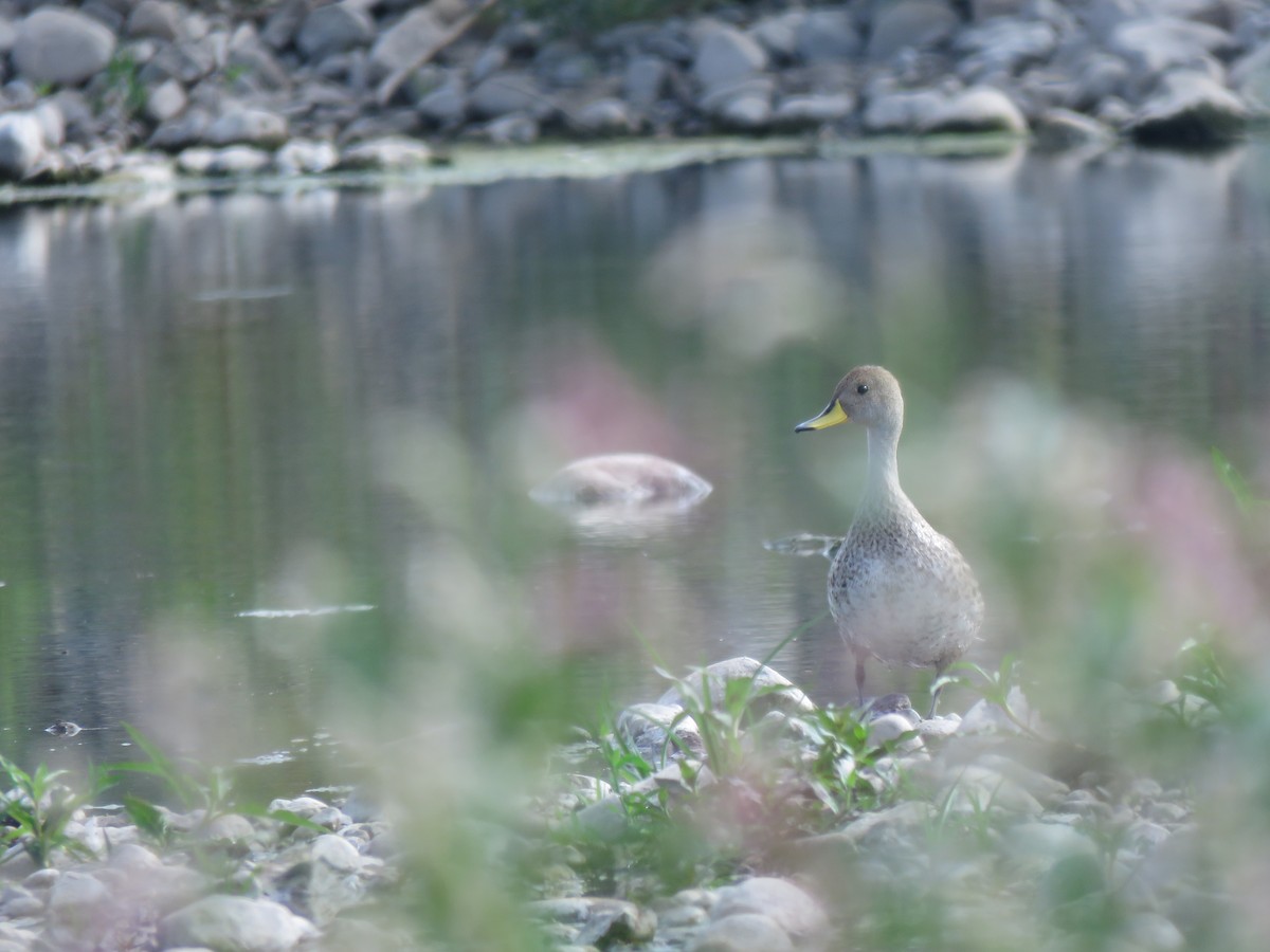 ostralka žlutozobá - ML646713830
