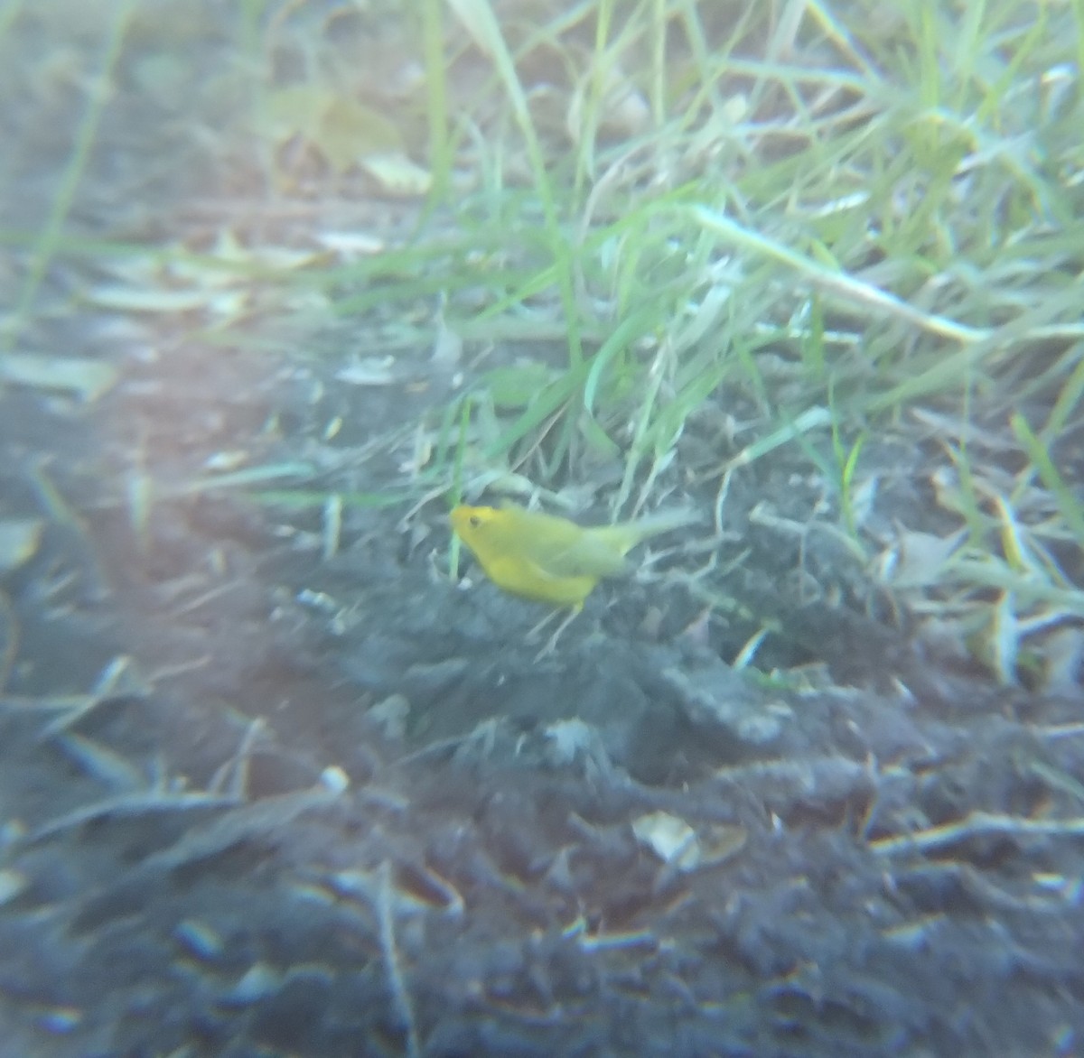 Wilson's Warbler - ML646713831