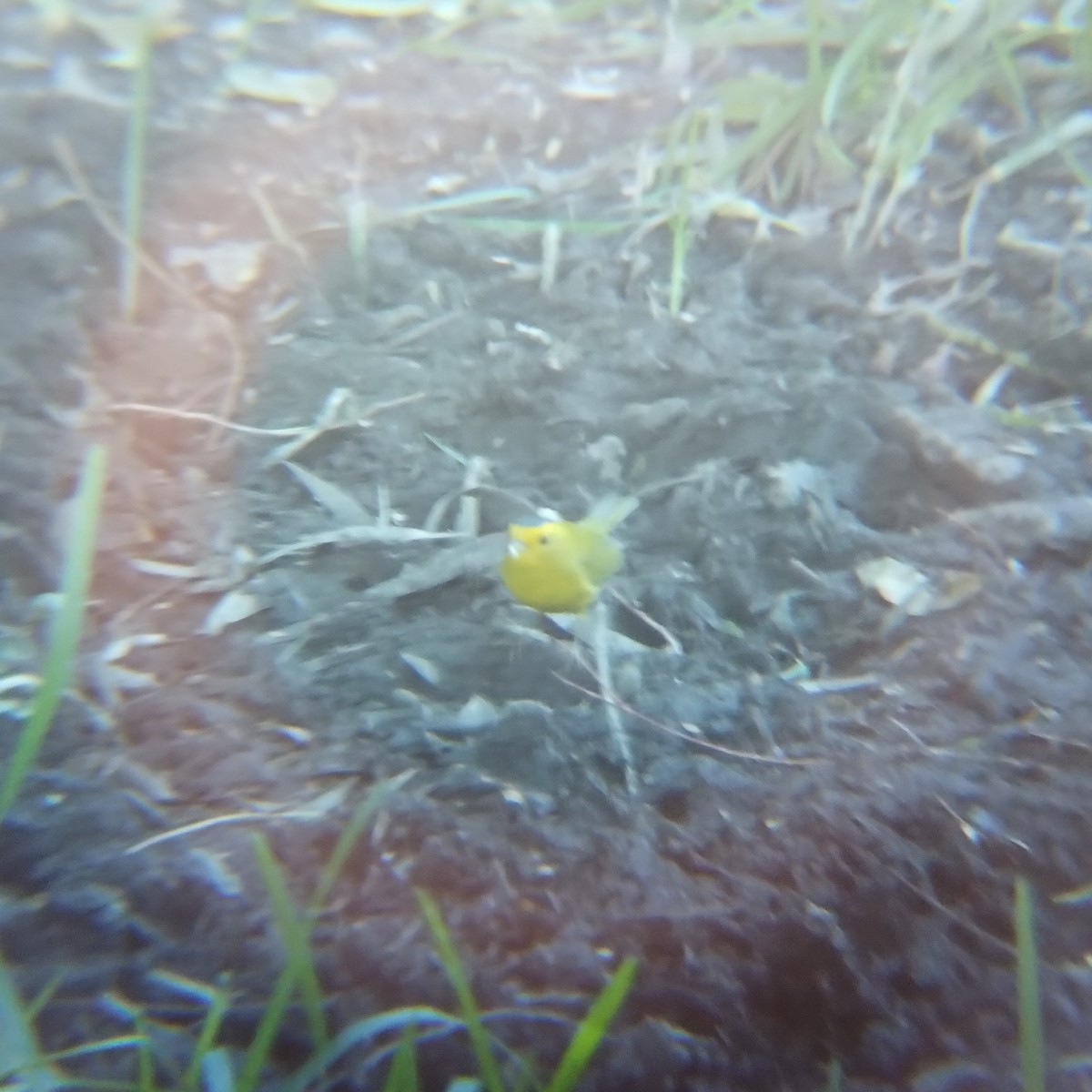 Wilson's Warbler - ML646713832