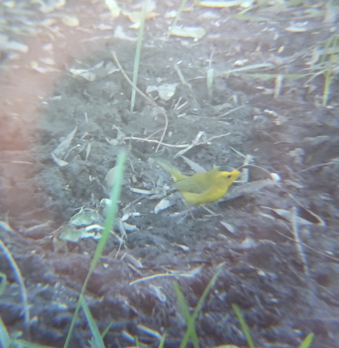 Wilson's Warbler - ML646713833