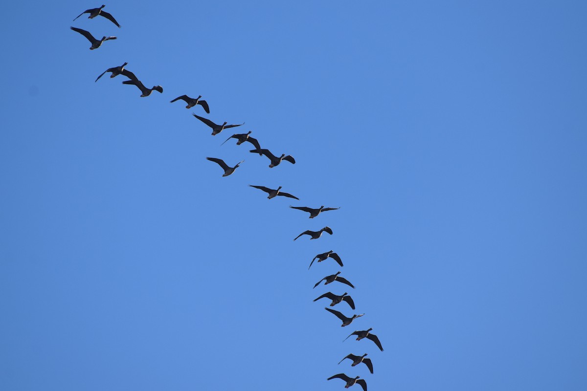 Oca lombardella - ML646713834