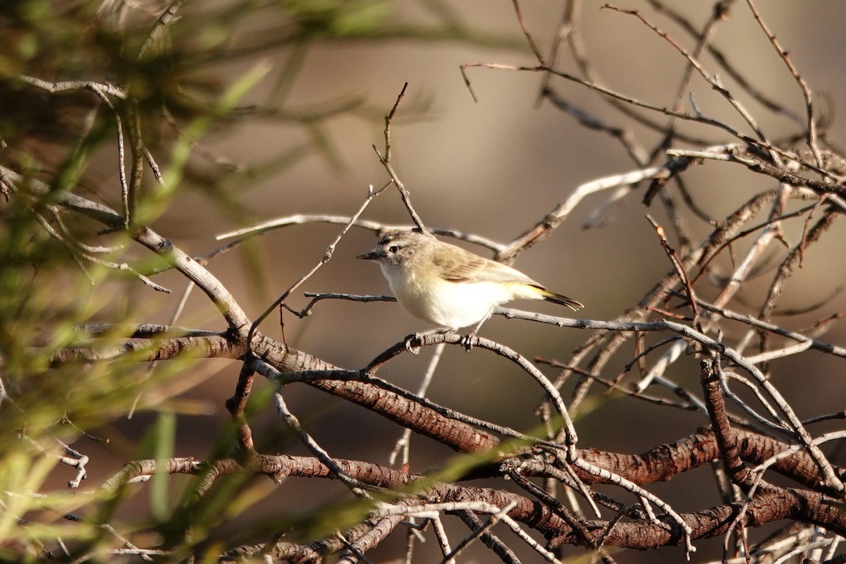 Yellow-rumped Thornbill - ML646713835