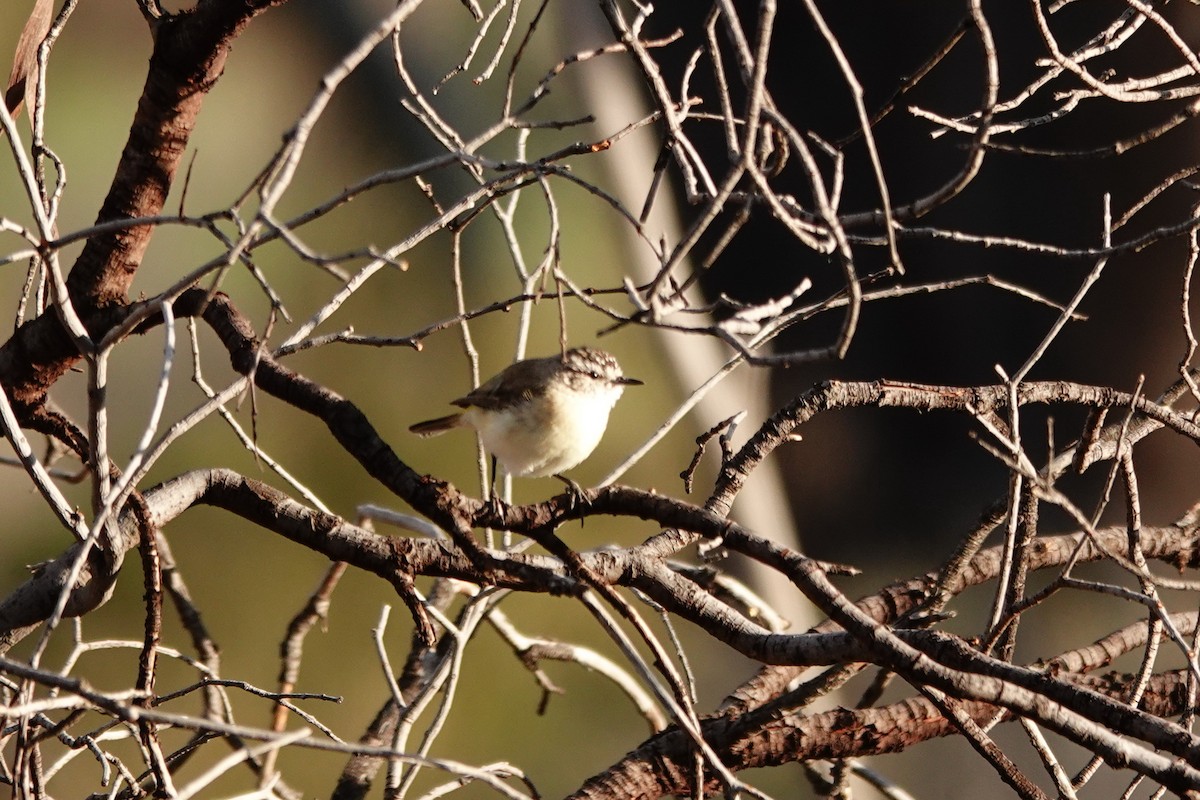 Yellow-rumped Thornbill - ML646713836