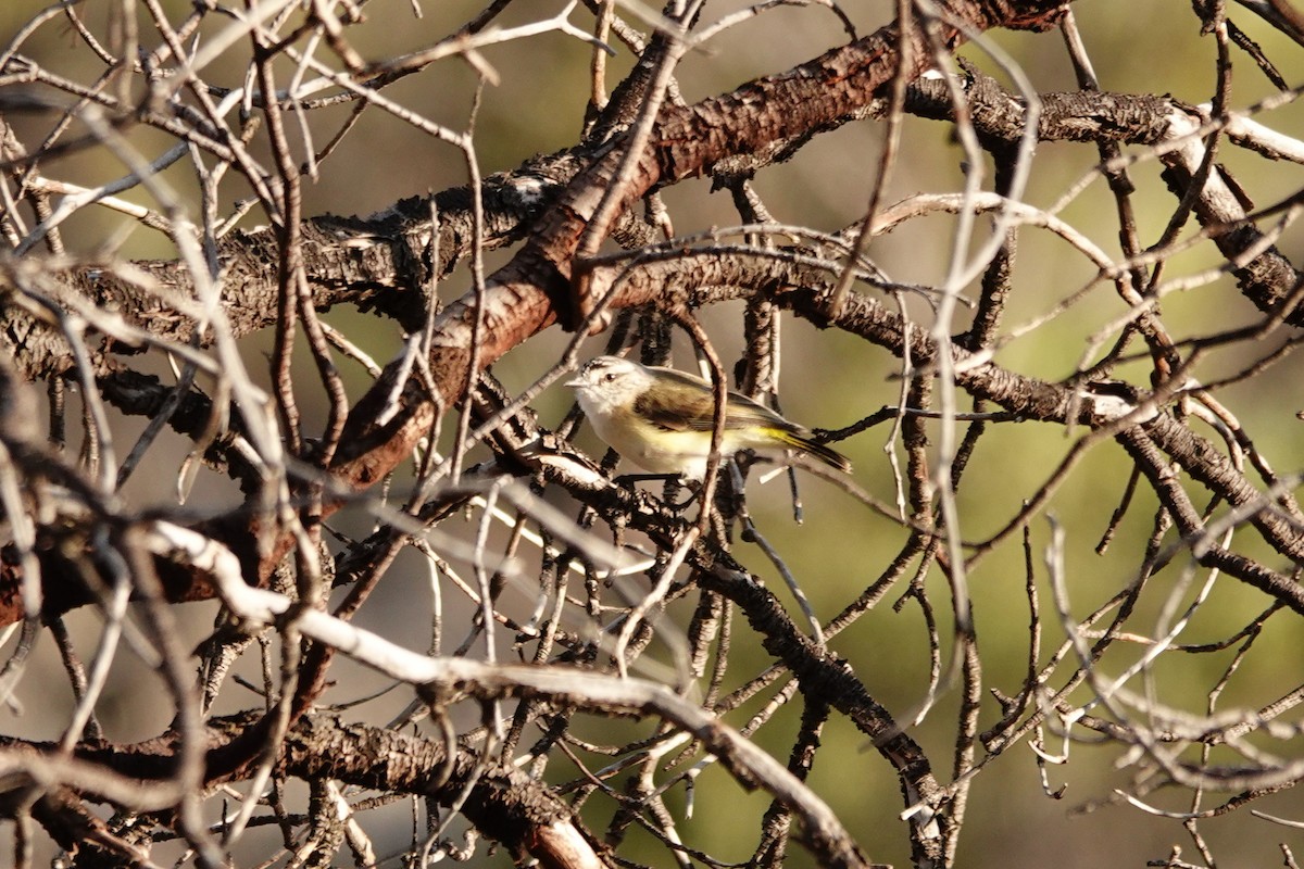 Yellow-rumped Thornbill - ML646713837