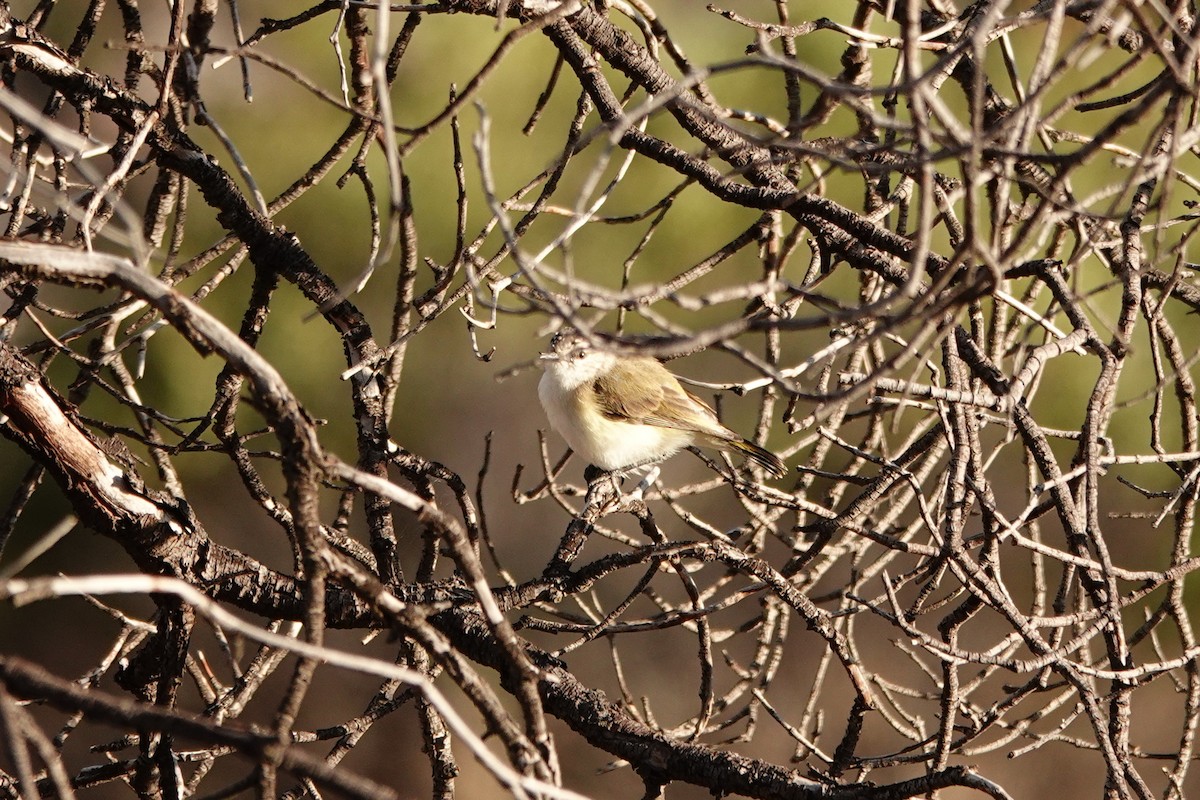 Yellow-rumped Thornbill - ML646713838