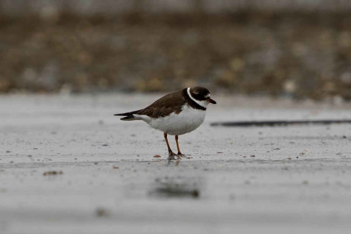 Eskimoregenpfeifer - ML646713840