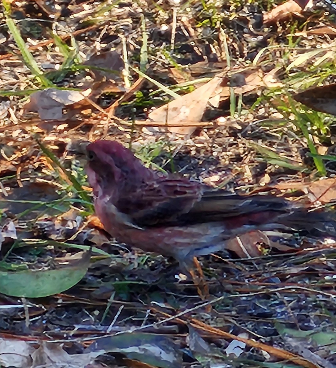 Purple Finch - ML646713841
