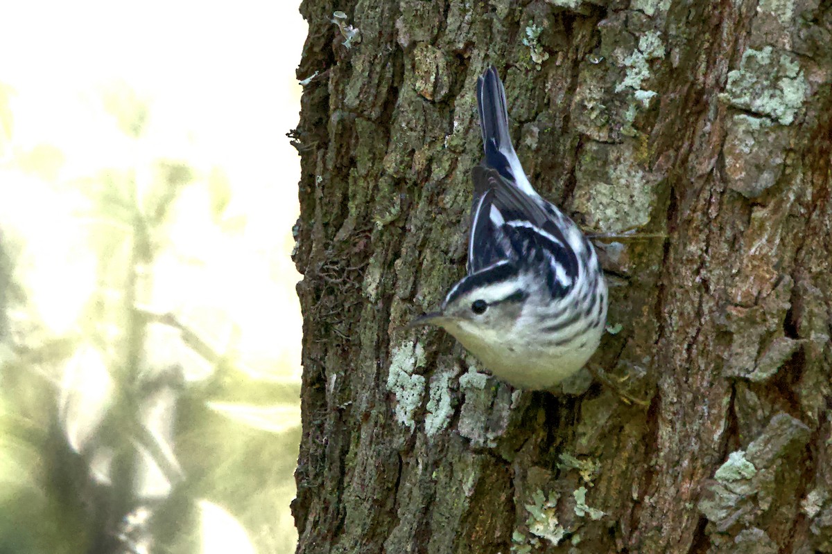 Black-and-white Warbler - ML646713843