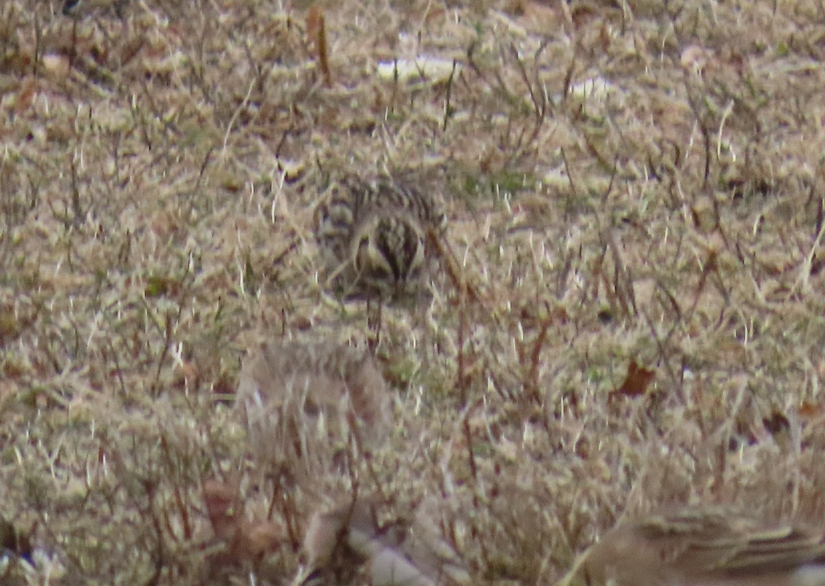 Lapland Longspur - ML646713844