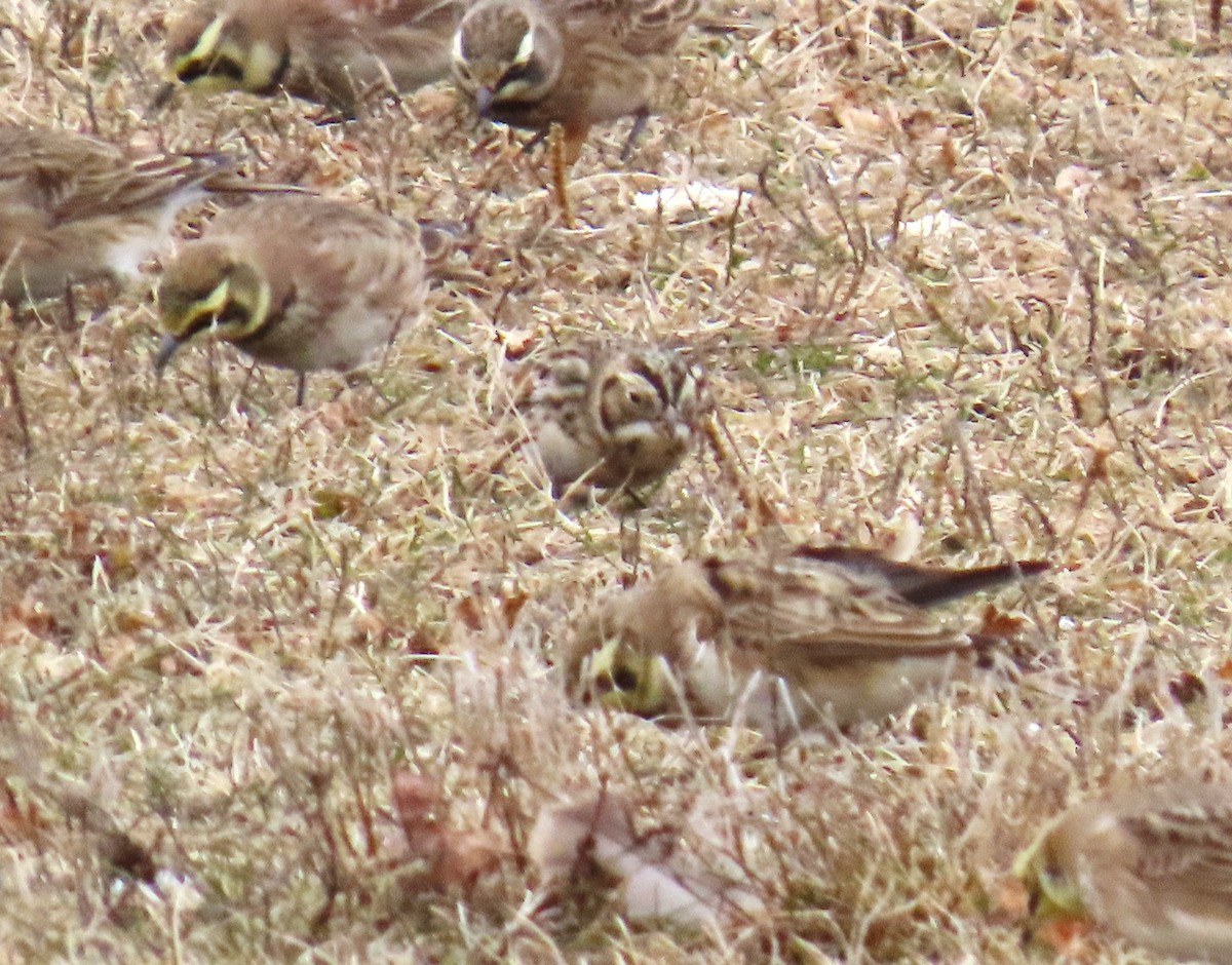 Lapland Longspur - ML646713845