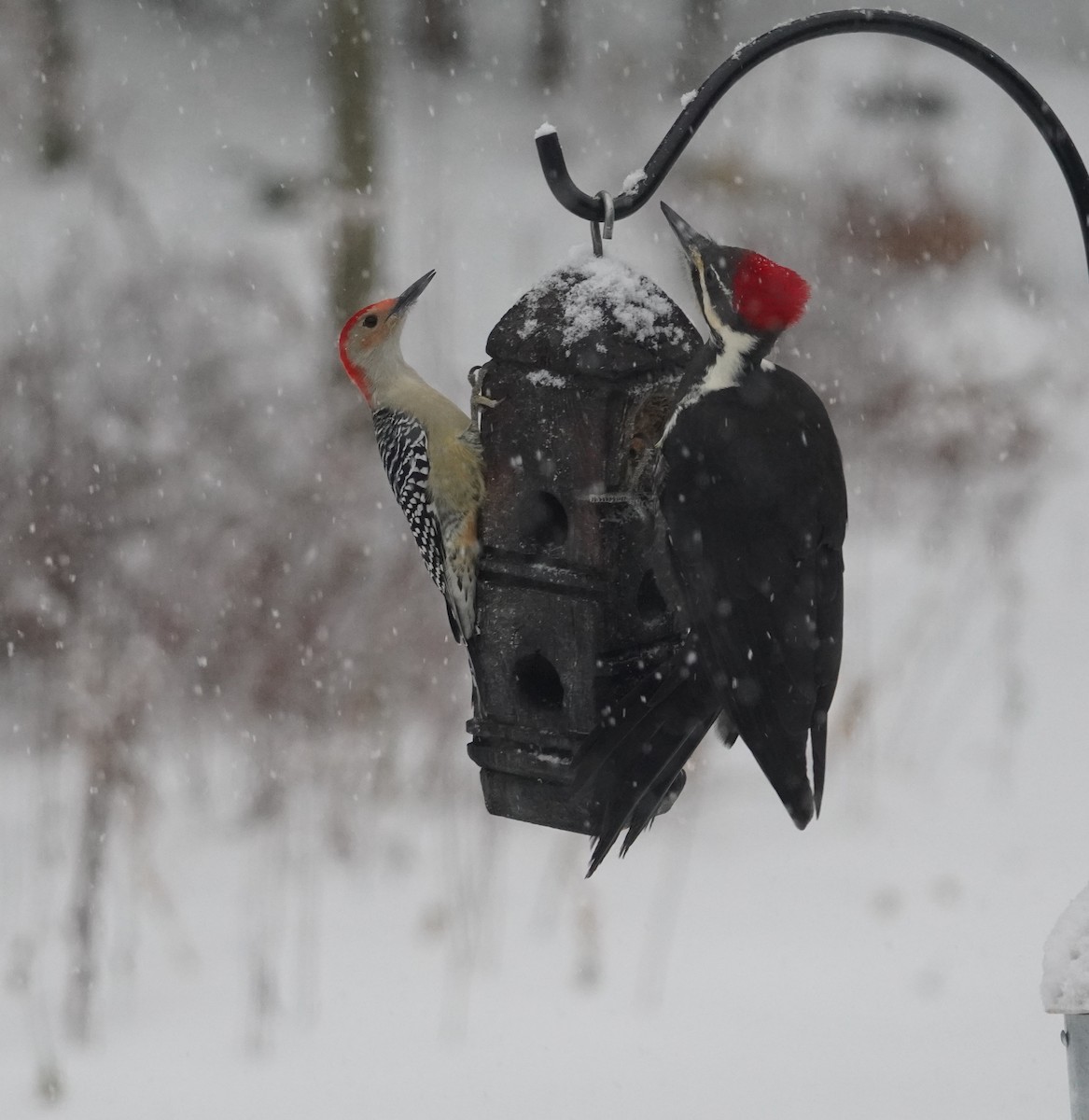 Carolinaspecht - ML646713846