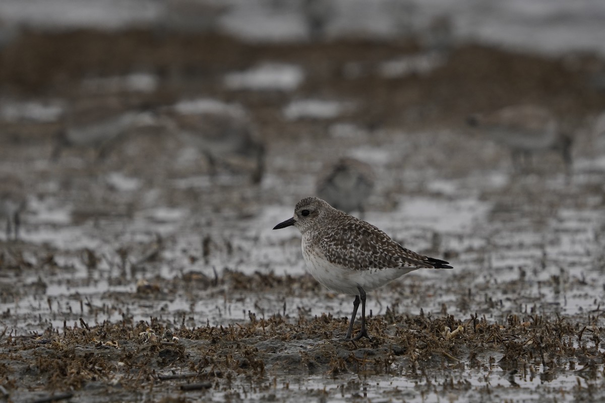 Kiebitzregenpfeifer - ML646713847