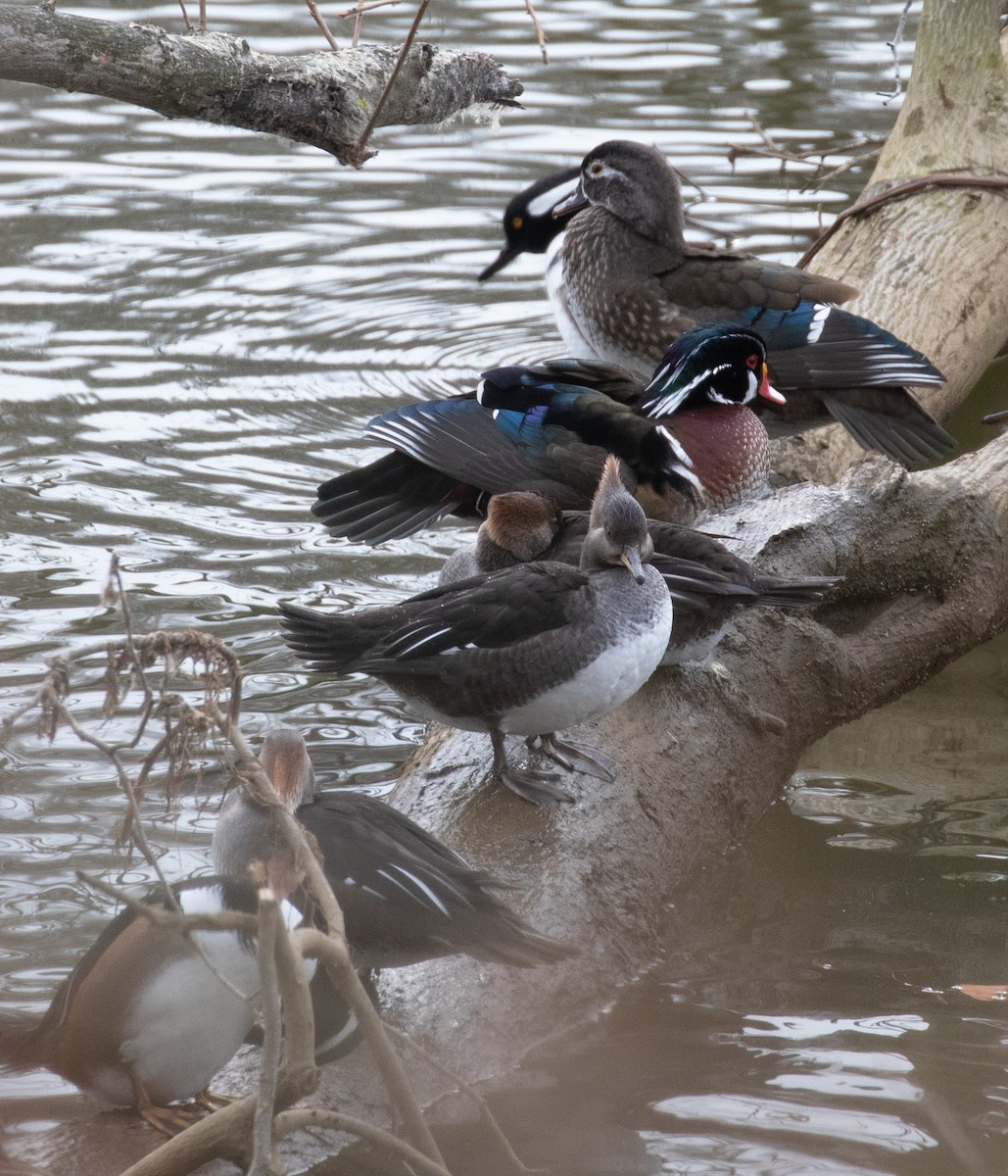 Canard branchu - ML646713848