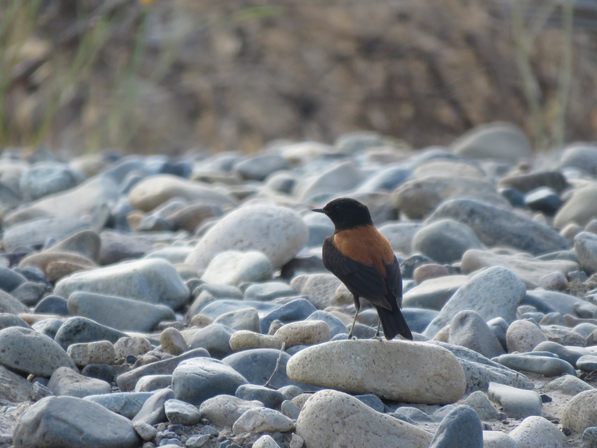 Austral Negrito - ML646713850