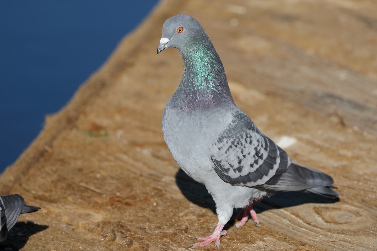 Голуб сизий (міський) - ML646713853