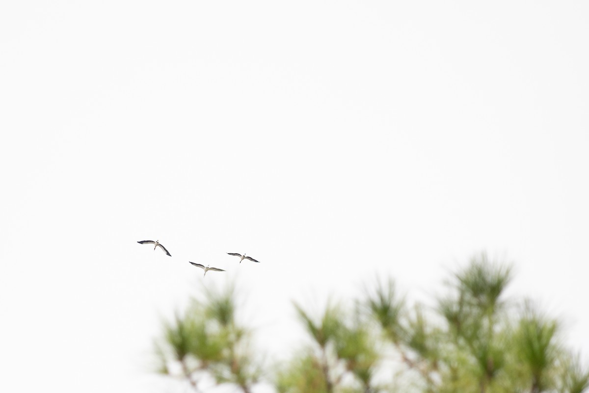 White Ibis - ML646713854