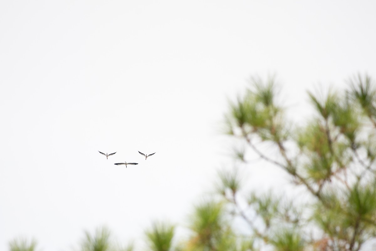 White Ibis - ML646713855