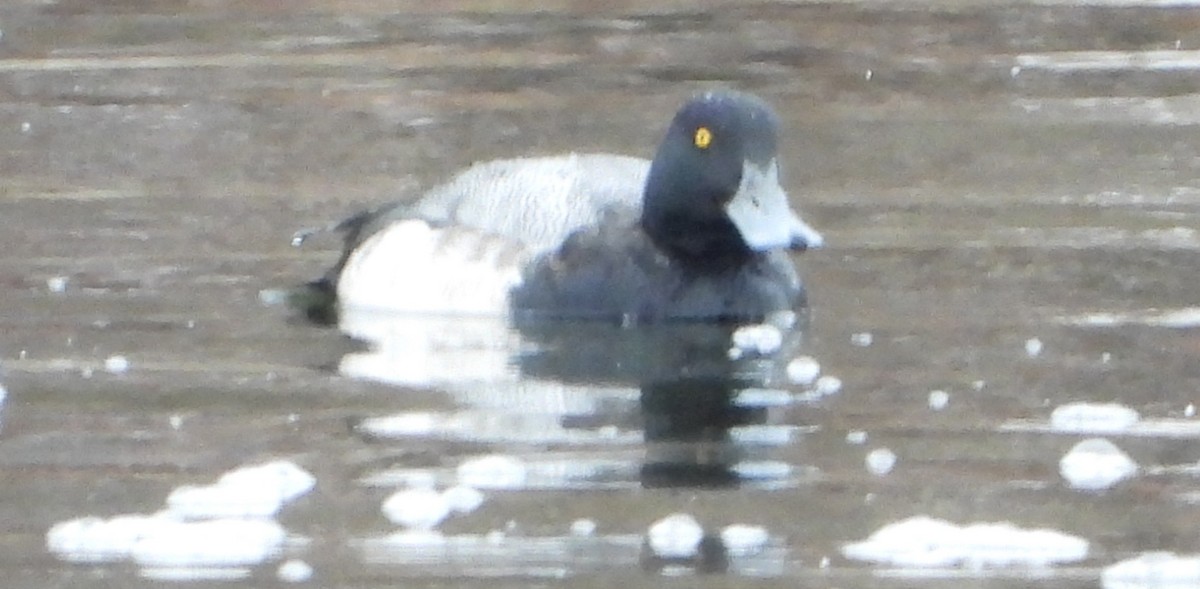 スズガモ - ML646713858