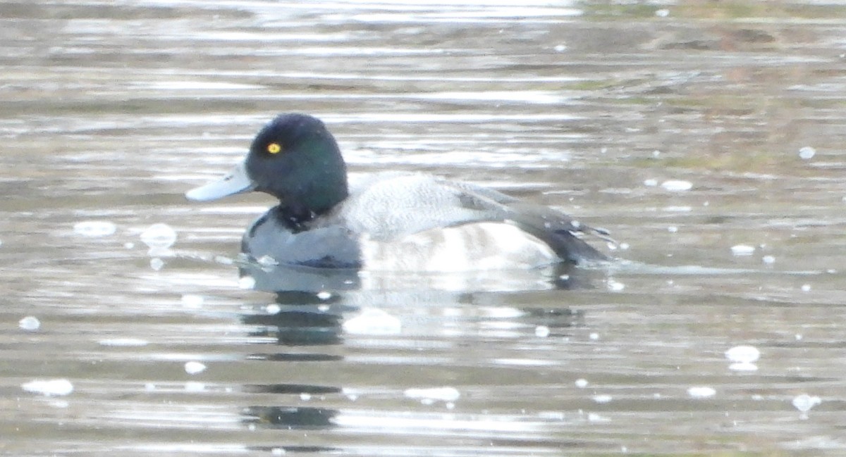 スズガモ - ML646713859