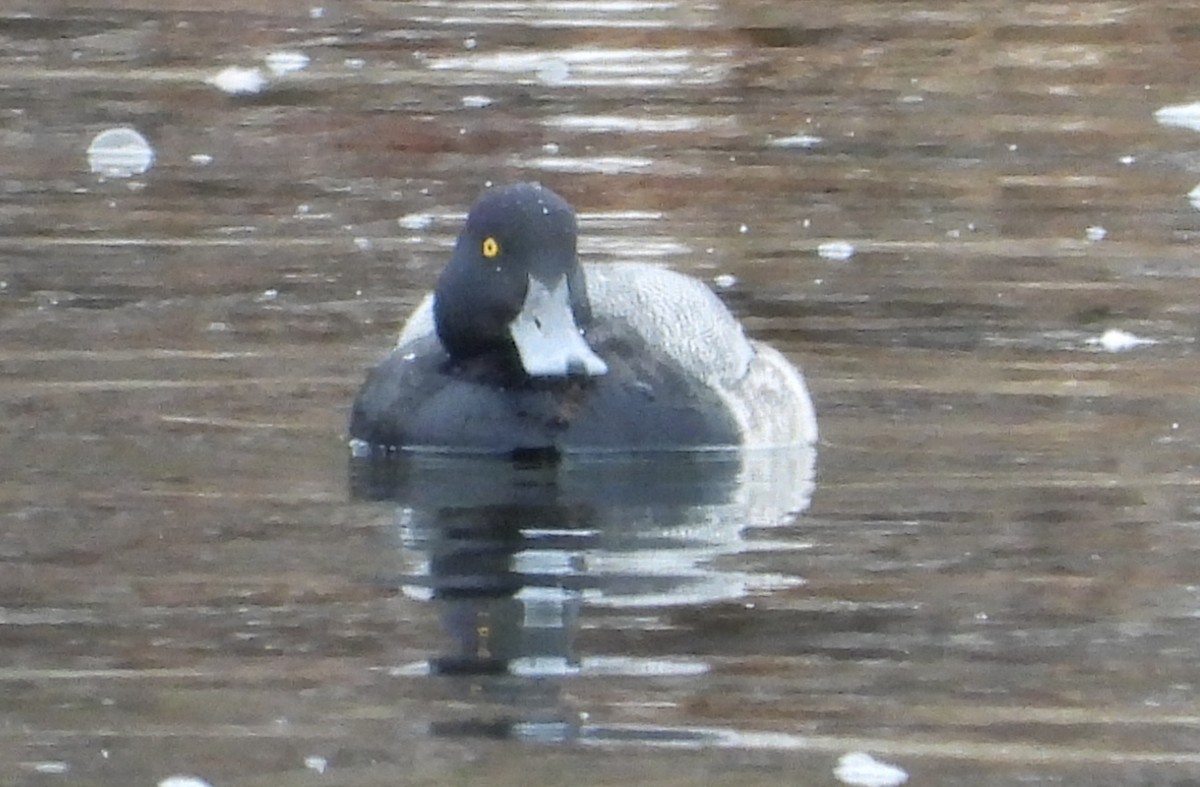 スズガモ - ML646713860