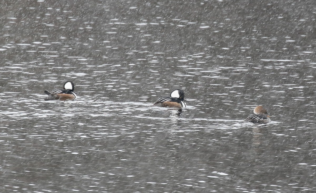 Капюшоновый крохаль - ML646713861
