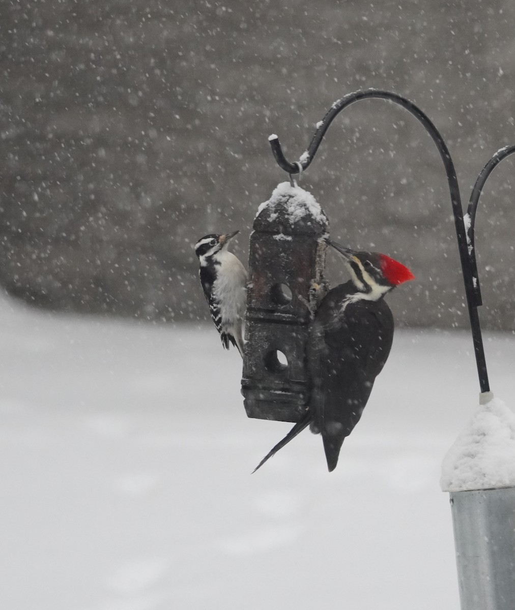 Haarspecht - ML646713862