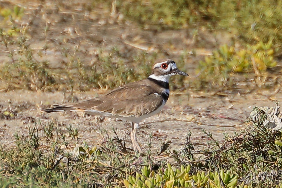 Пісочник крикливий - ML646713864
