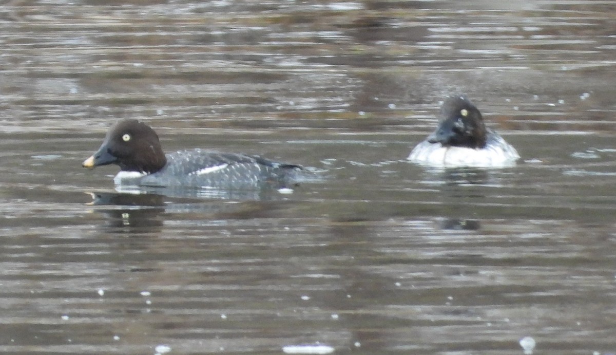 Common Goldeneye - ML646713867
