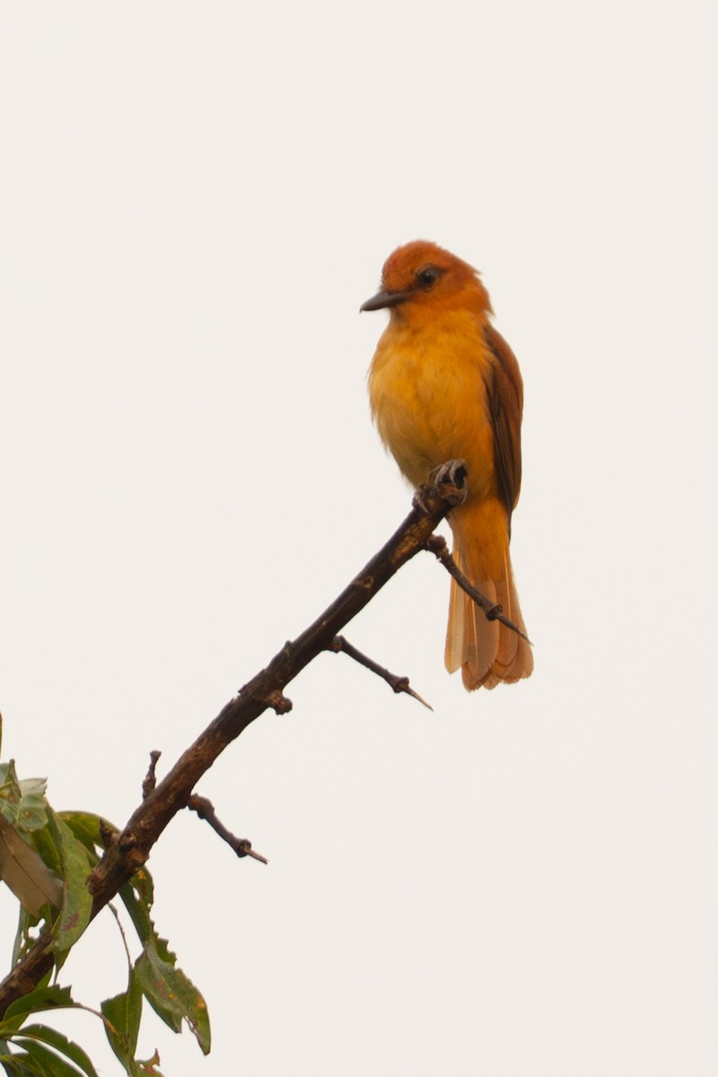 Cinnamon Attila - ML646713868