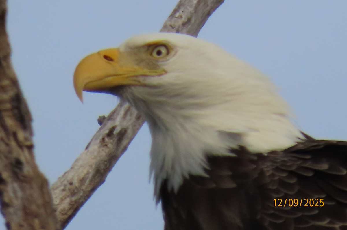 Bald Eagle - ML646713869