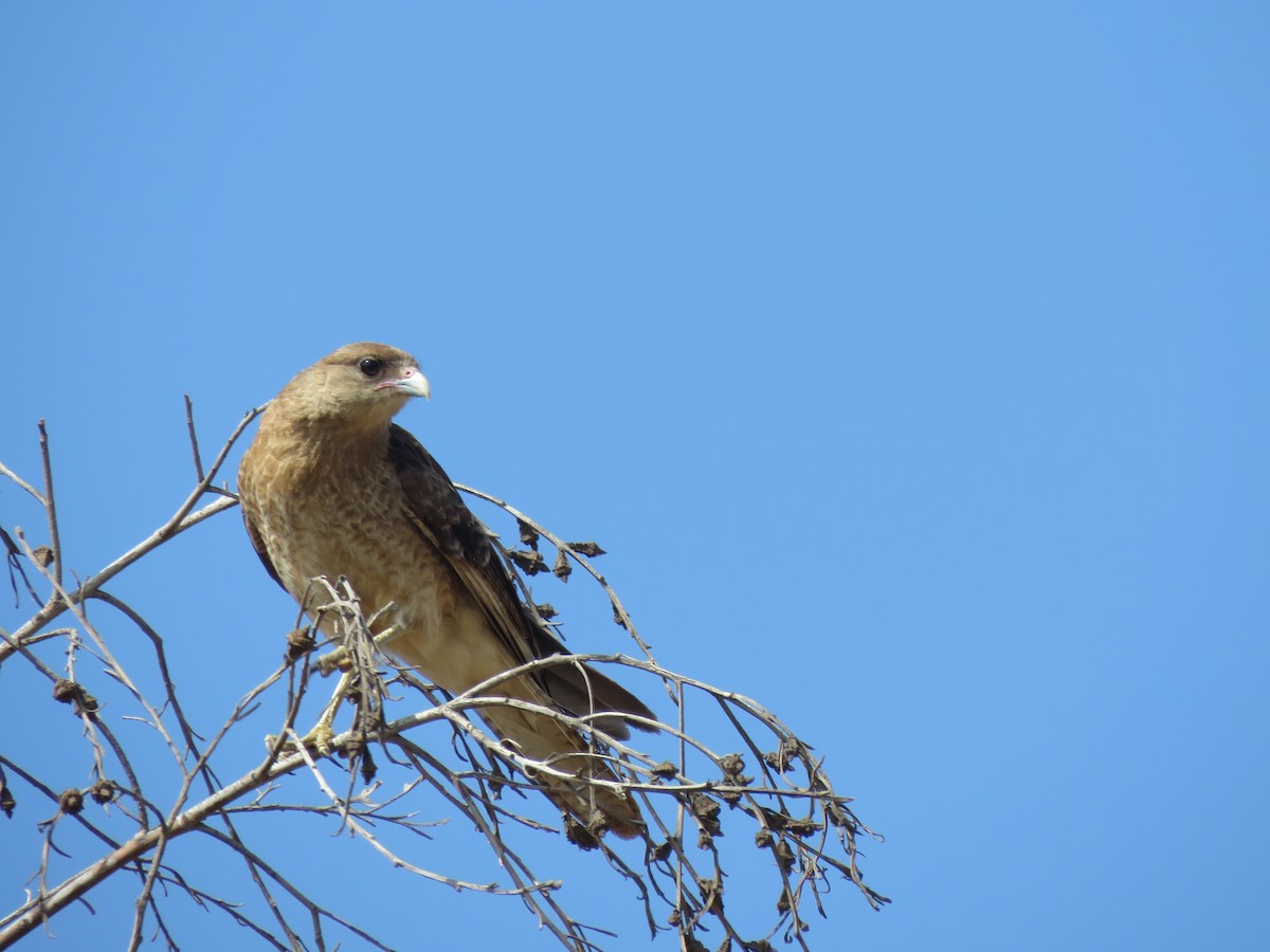 čimango argentinský - ML646713870