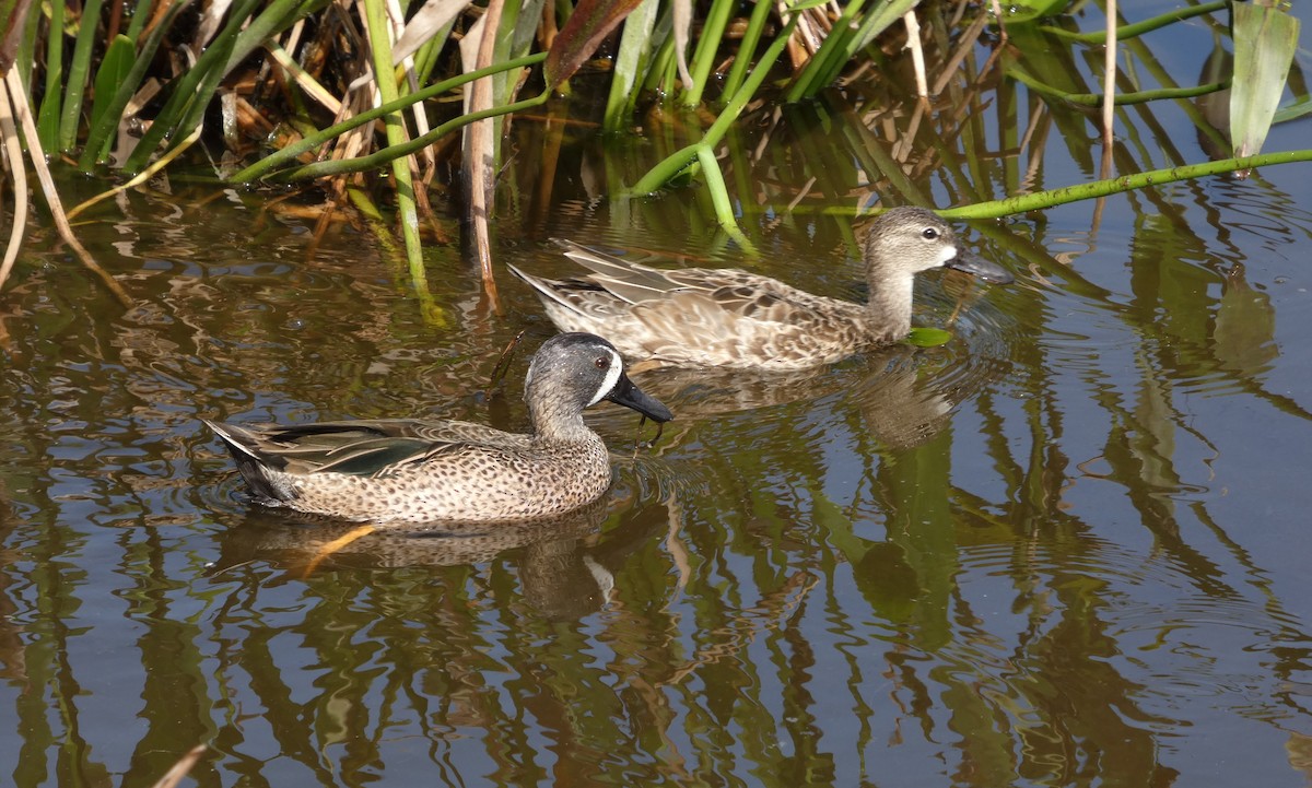 Zertzeta hegalurdina - ML646713871