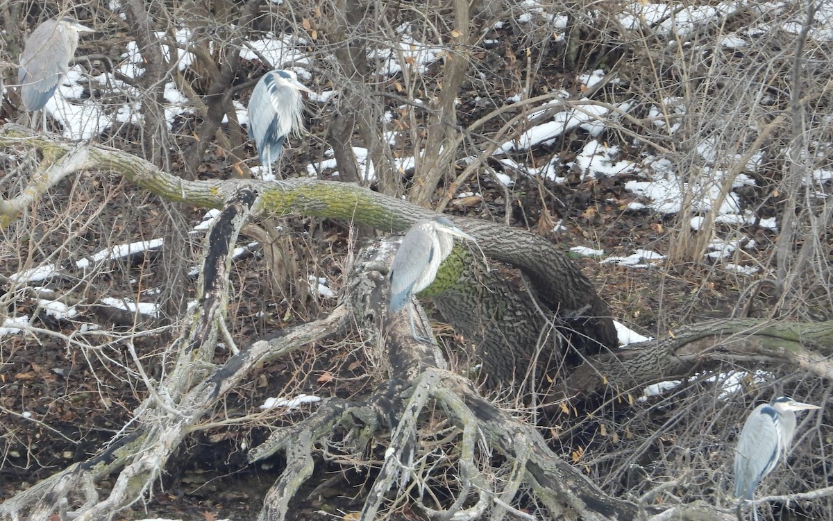 Great Blue Heron - ML646713872