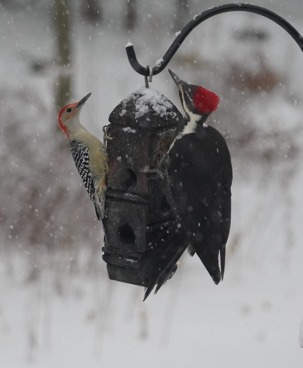 Helmspecht - ML646713873