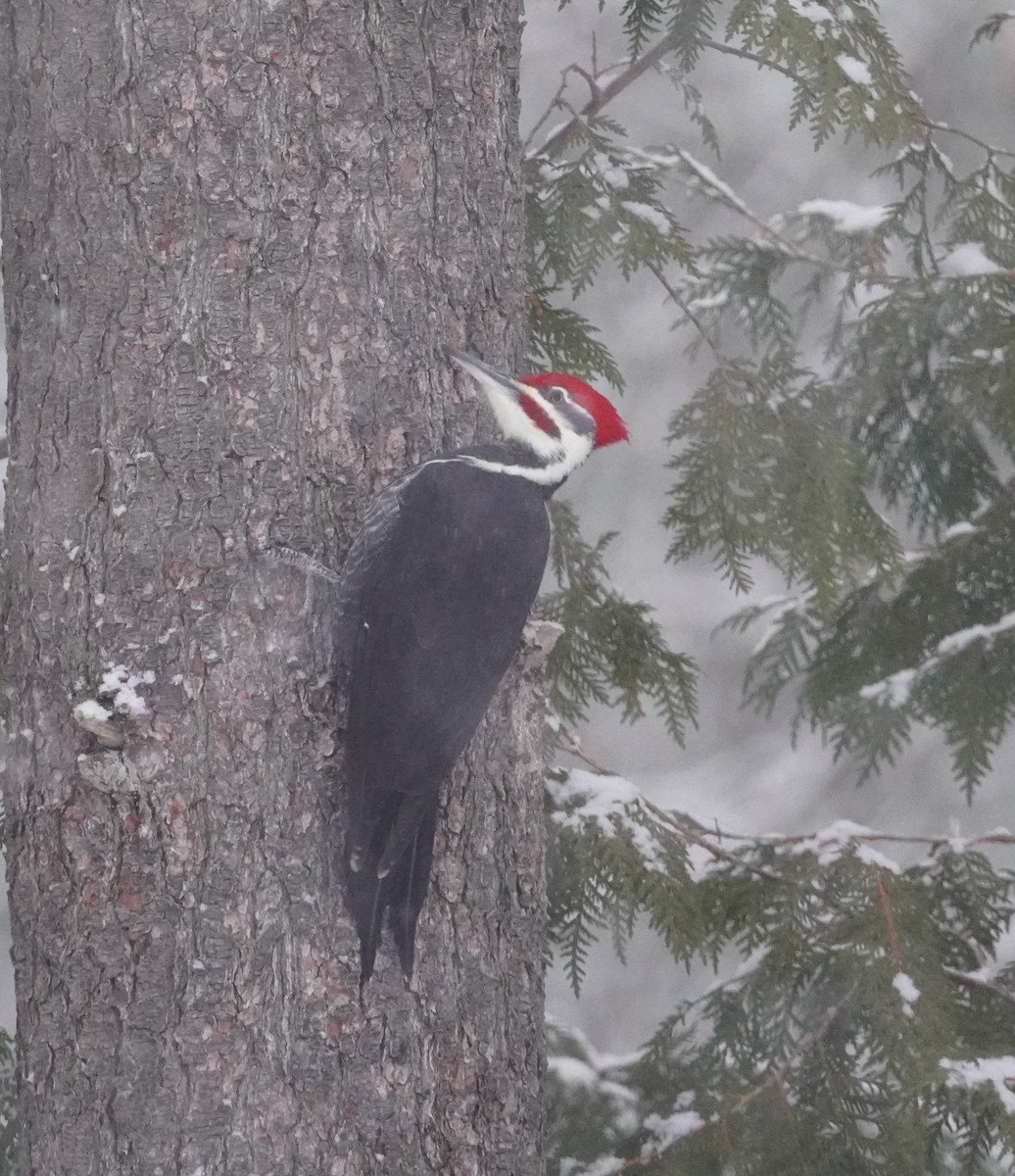 Helmspecht - ML646713874