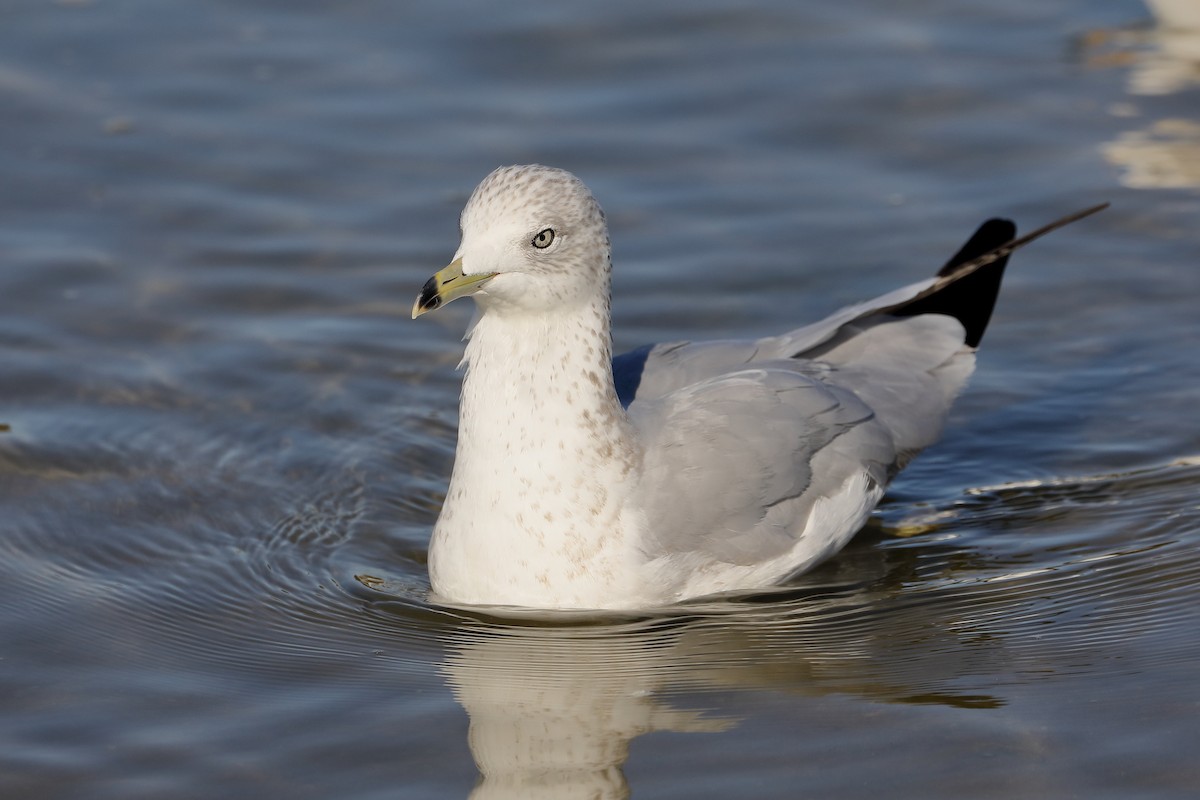 Мартин делаверський - ML646713878