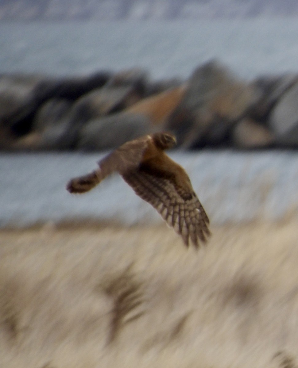 mørkmyrhauk - ML646713883