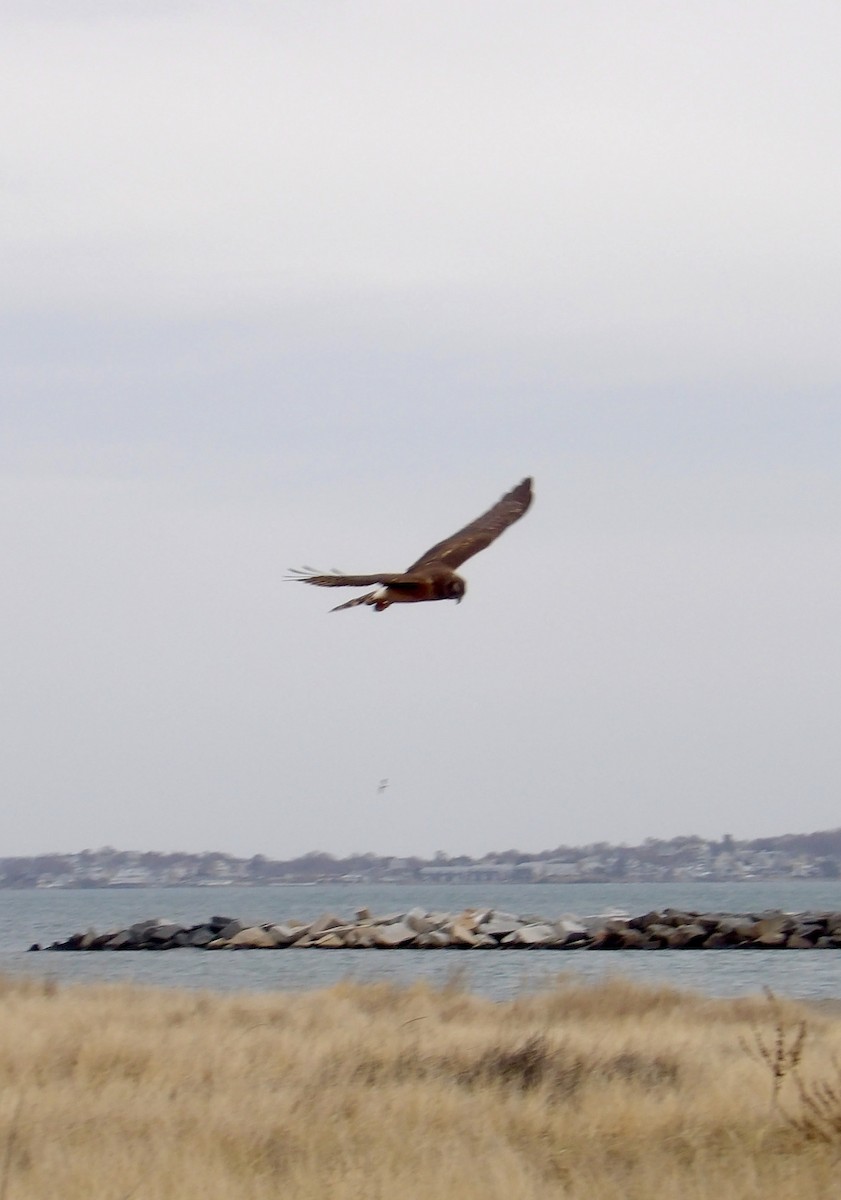 mørkmyrhauk - ML646713884