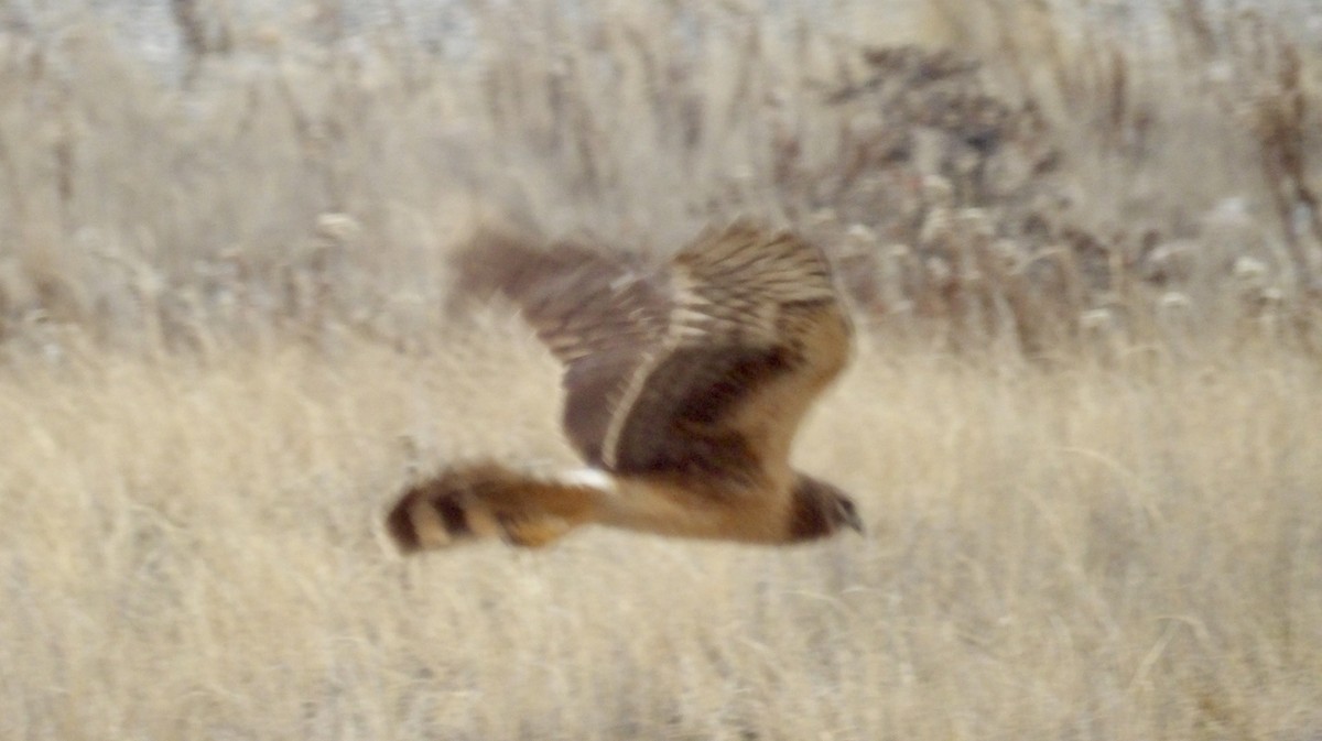 mørkmyrhauk - ML646713885