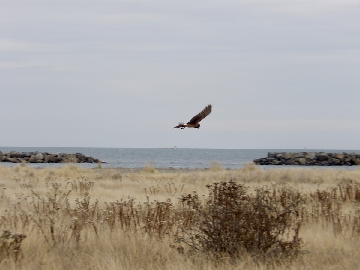 mørkmyrhauk - ML646713886