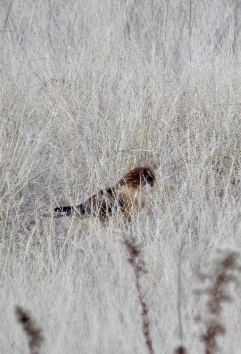 mørkmyrhauk - ML646713887