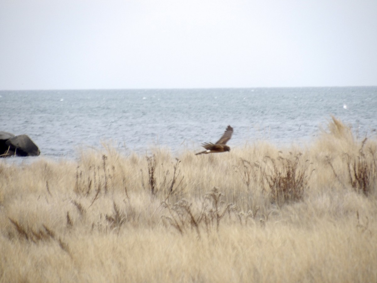 mørkmyrhauk - ML646713888