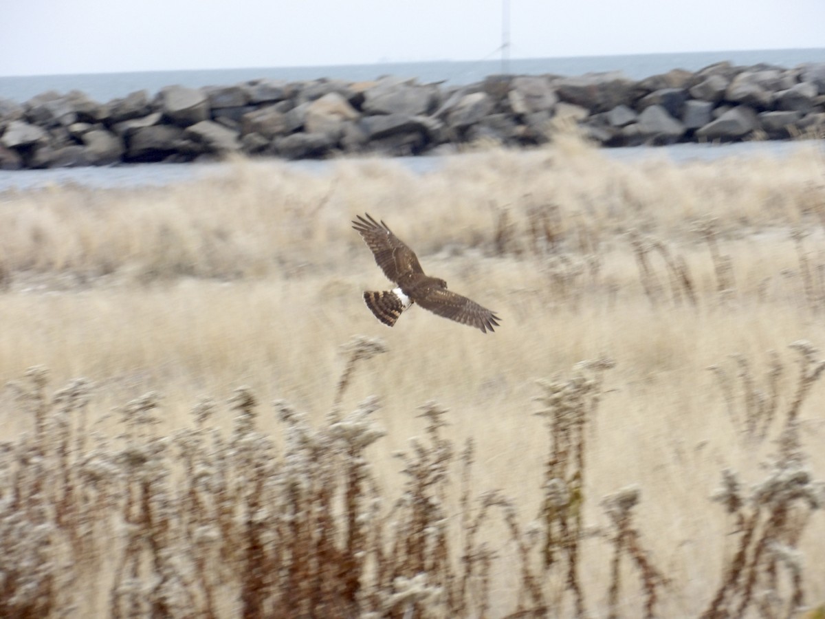 mørkmyrhauk - ML646713889