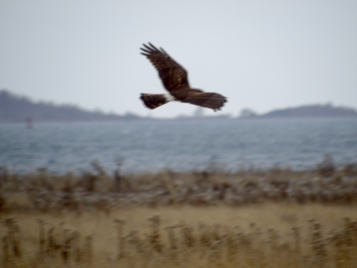 mørkmyrhauk - ML646713890