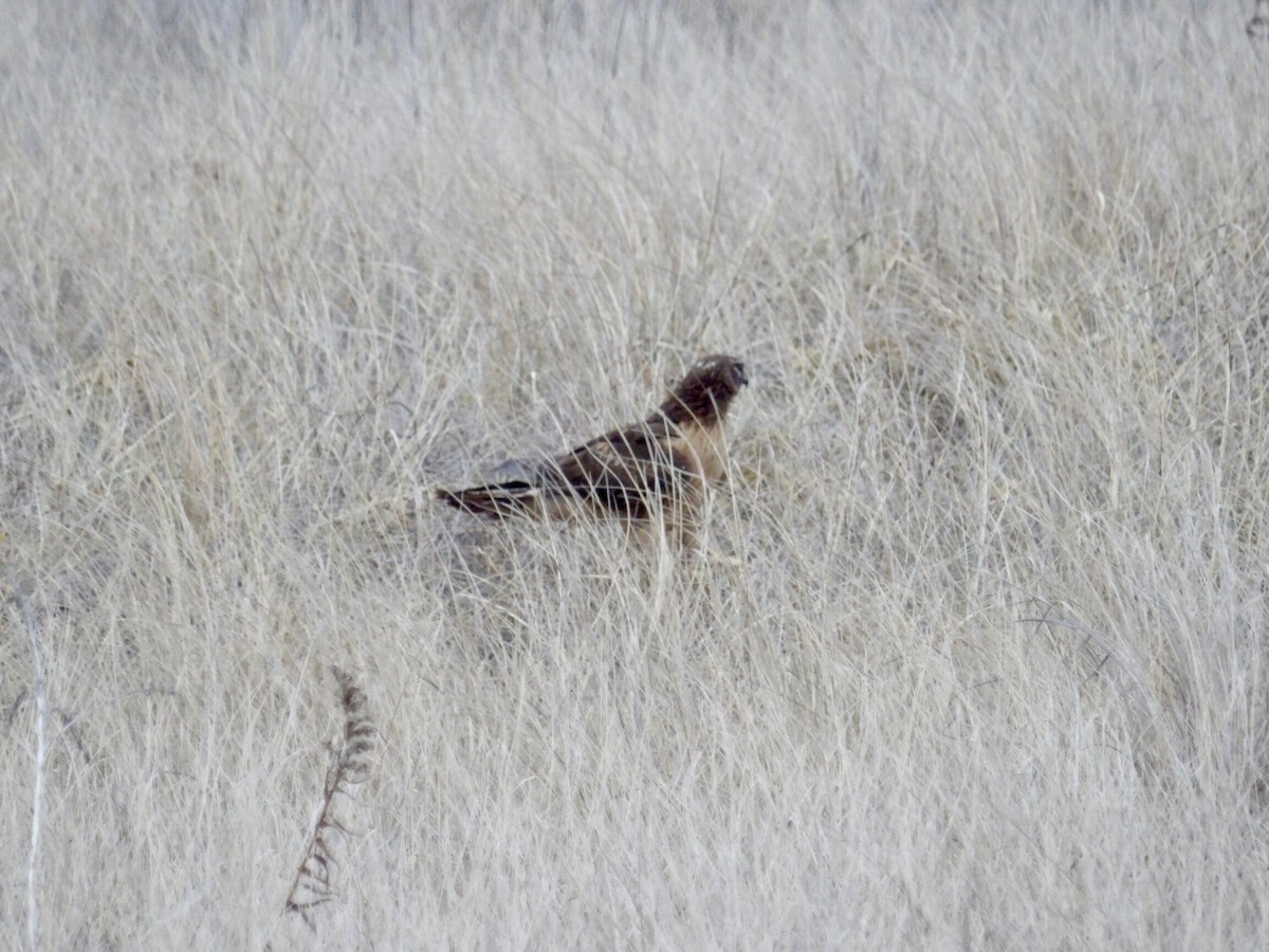 mørkmyrhauk - ML646713891