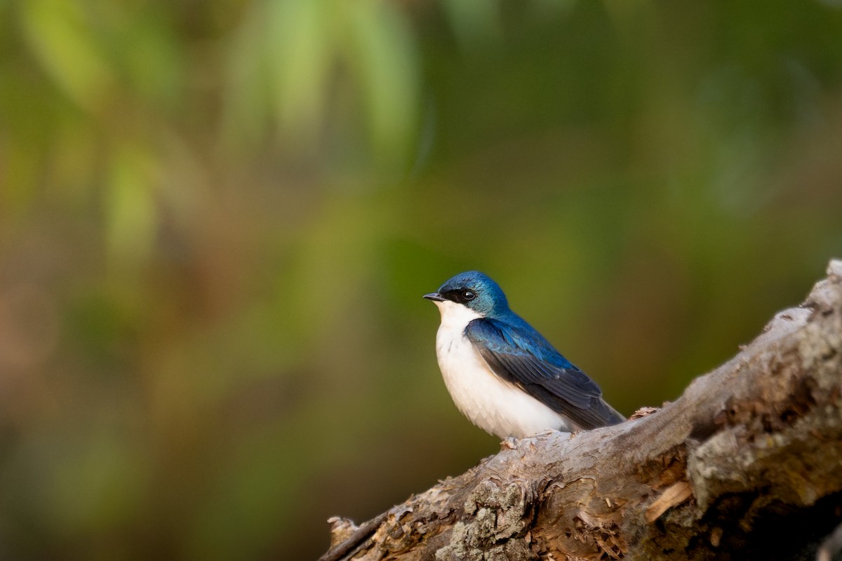 Tree Swallow - ML646713892