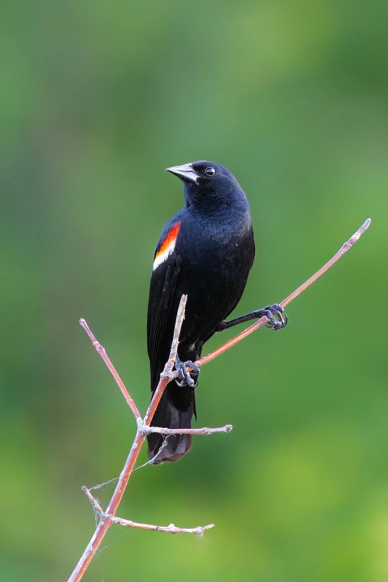 Red-winged Blackbird - ML646713895