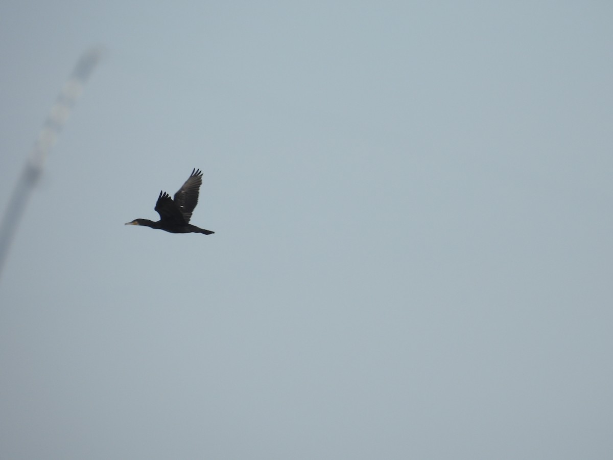 Great Cormorant - ML646713897