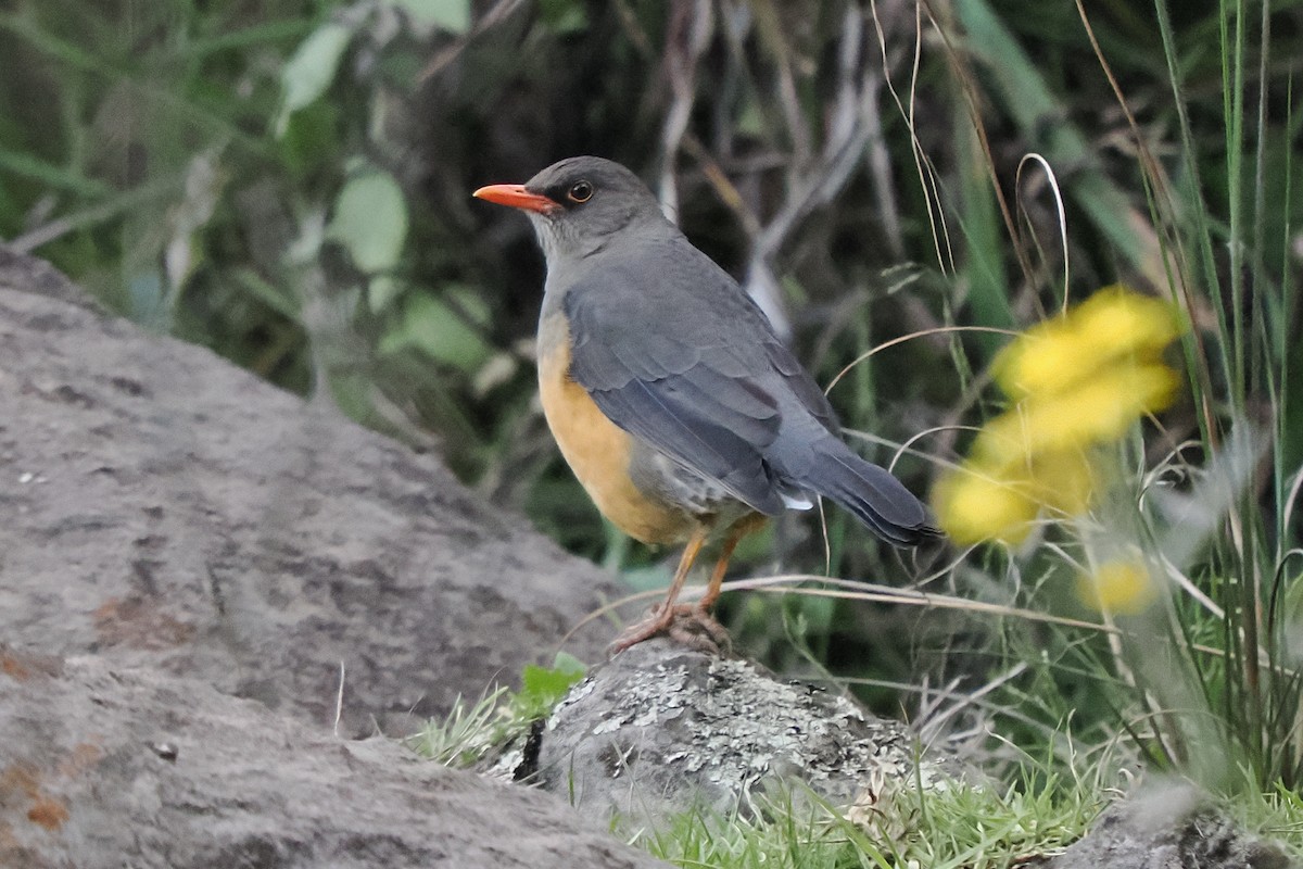 Эфиопский дрозд - ML646713898